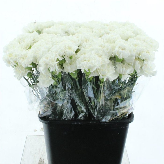 <h4>Di St Holly White X 160</h4>