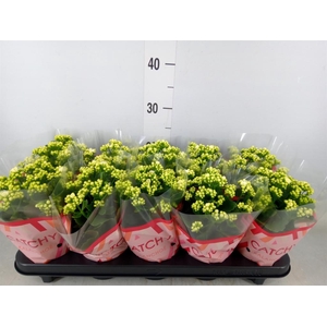 Kalanchoe blos. 'Calandiva Whites'