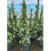 Hedera helix