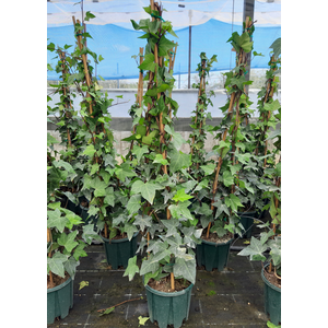 Hedera helix
