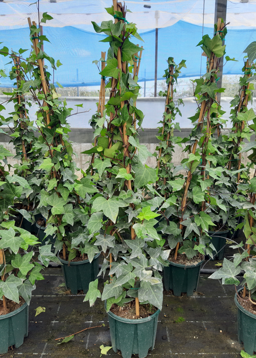 <h4>Hedera helix</h4>