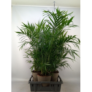 Chamaedorea cataractarum