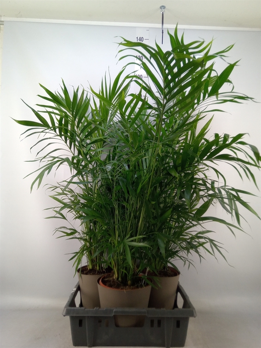 <h4>Chamaedorea cataractarum</h4>