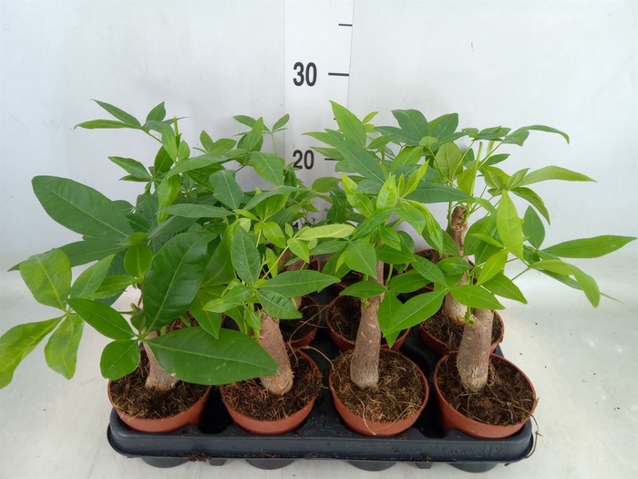 <h4>Pachira aquatica</h4>