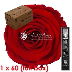 30cm Stem Red02 Bulk