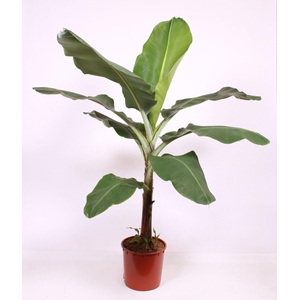 Musa Dwarf Cavendish
