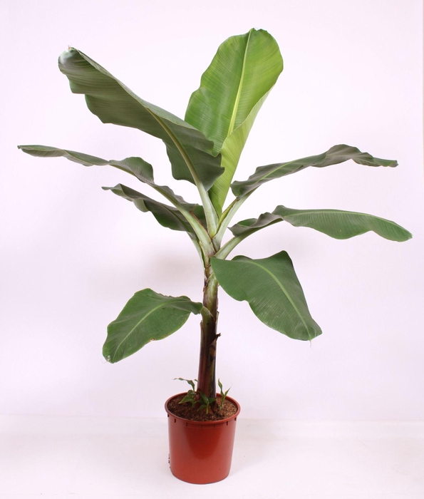 <h4>Musa Dwarf Cavendish</h4>