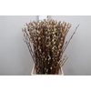 Salix Wilgenk Green Glow