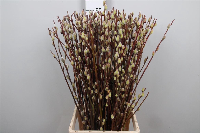 Salix Wilgenk Green Glow