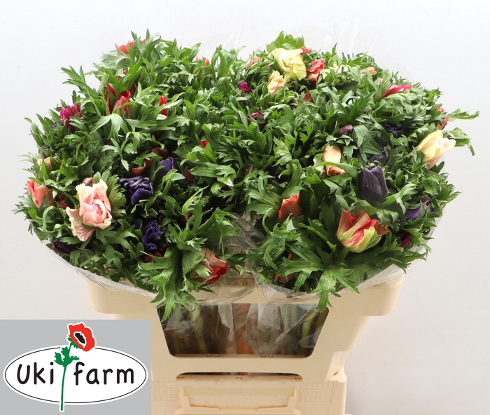 <h4>ANEM GEM BS</h4>