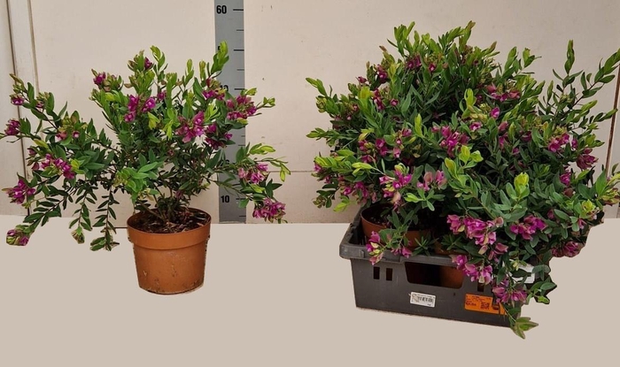 <h4>POLYGA MYRTIFOLIA</h4>