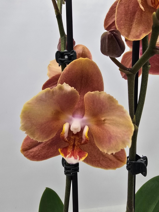 <h4>Limited 33 week 7</h4>