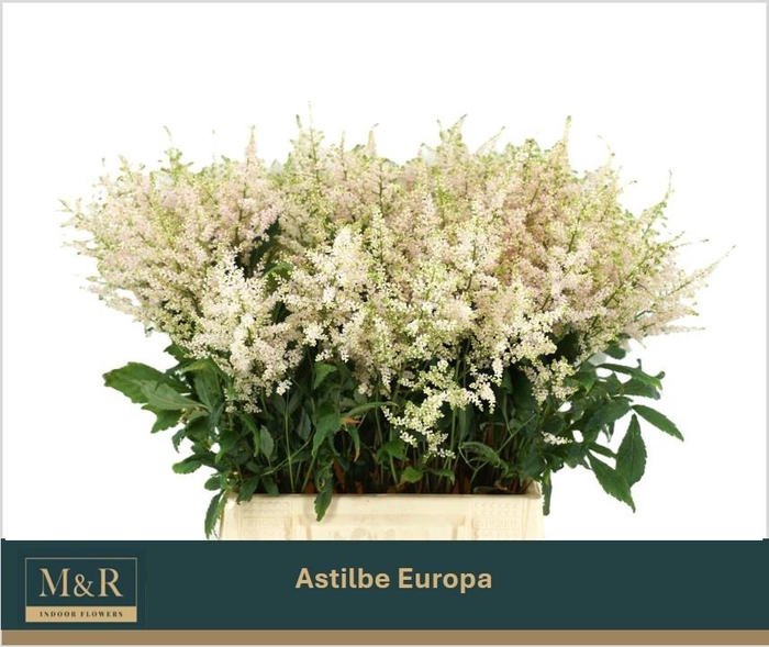 <h4>ASTIL JA EUROPA</h4>