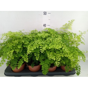Adiantum raddi. 'Fragrans'