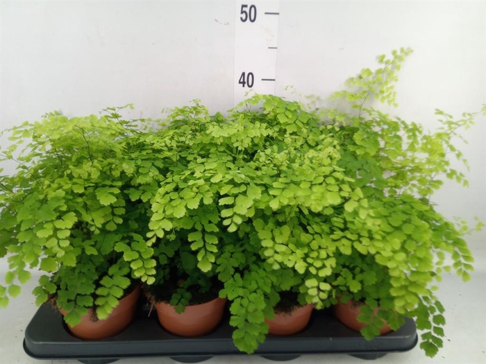 <h4>Adiantum raddi. 'Fragrans'</h4>
