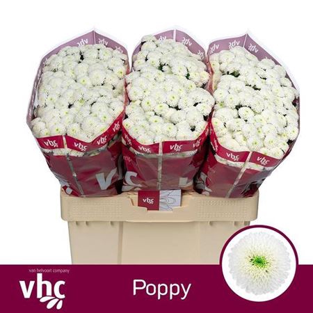 <h4>Chr S Aaa Poppy</h4>