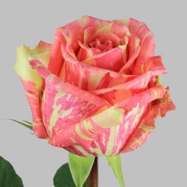 R Gr Fiesta+ Bicolor 50cm EC