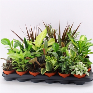 Z-24 Mixplanten zonder showdoos