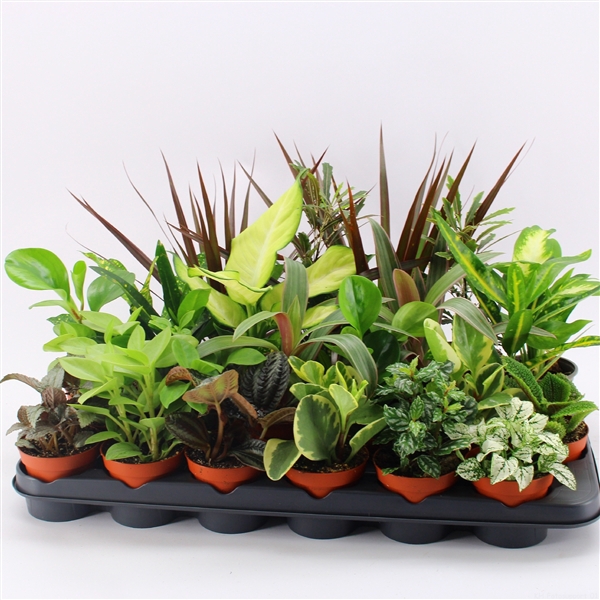 <h4>Z-24 Mixplanten zonder showdoos</h4>