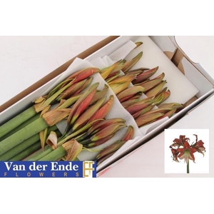 HIPP GA HAPPY VALLEY