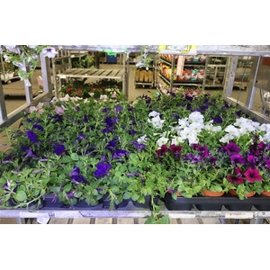 arr8 Pet Mixk 1 Kleur Per Tray