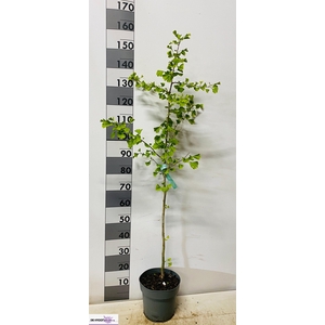GINKGO BILOBA