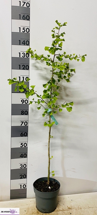 <h4>GINKGO BILOBA</h4>
