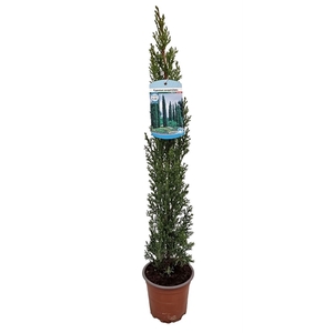 Cupressus Sempervirens Totem