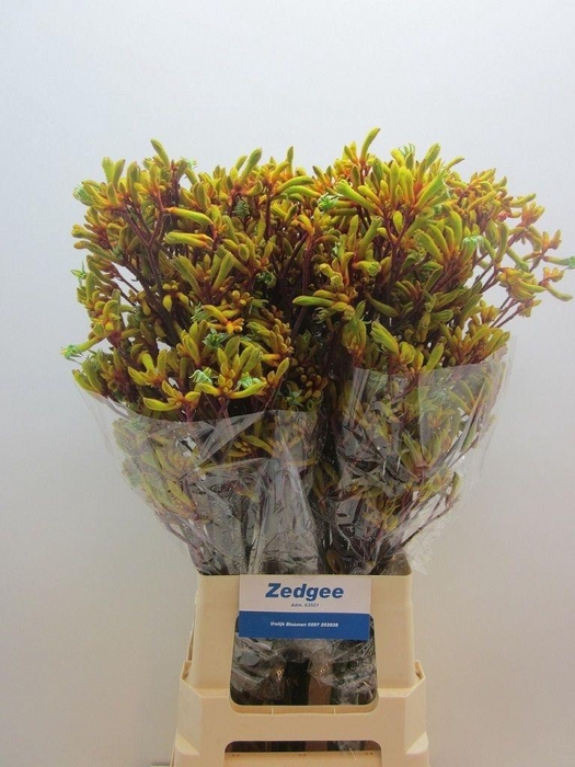 <h4>Anigozanthos Orange Velvet</h4>