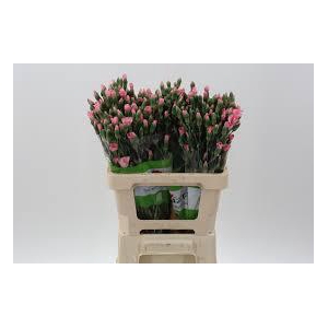 Dianthus Sp Symply Green