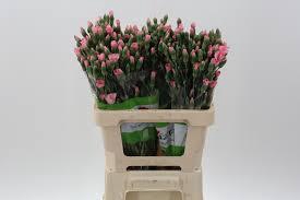 <h4>Dianthus Sp Symply Green</h4>
