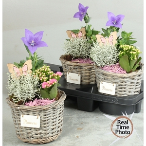 ARR TUINPLANTEN