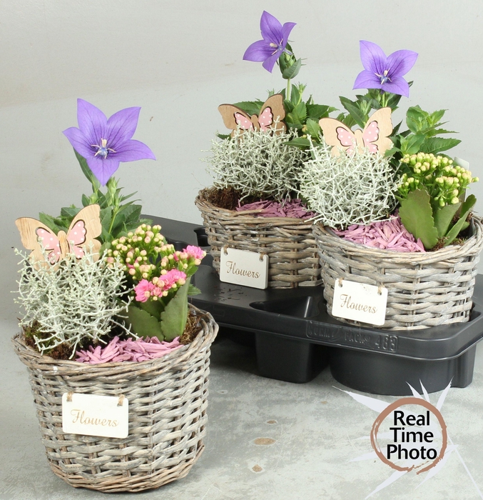<h4>ARR TUINPLANTEN</h4>