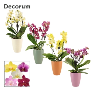 PHAL MF GEM