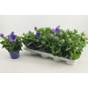 PLATYCO GR ASTRA BLU