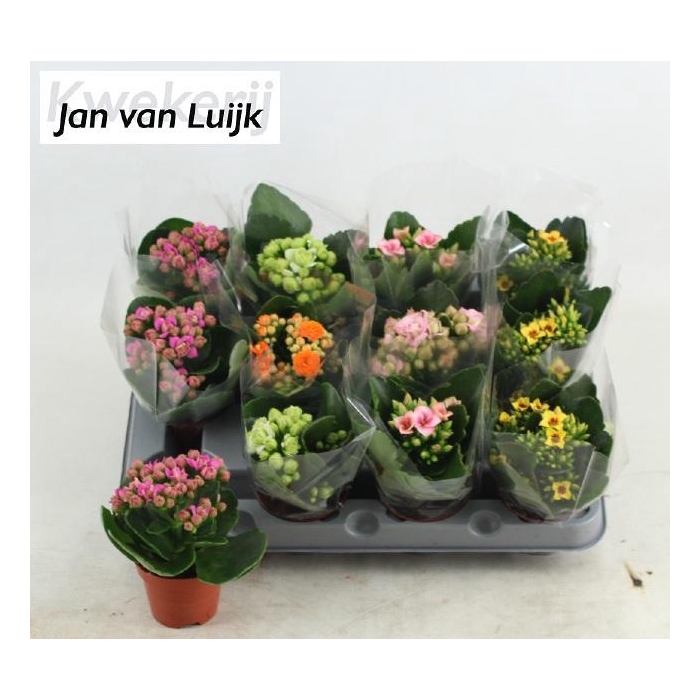 <h4>KAL GE GEM 5 KL</h4>