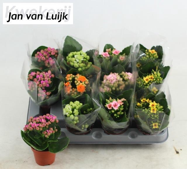 <h4>KAL GE GEM 5 KL</h4>