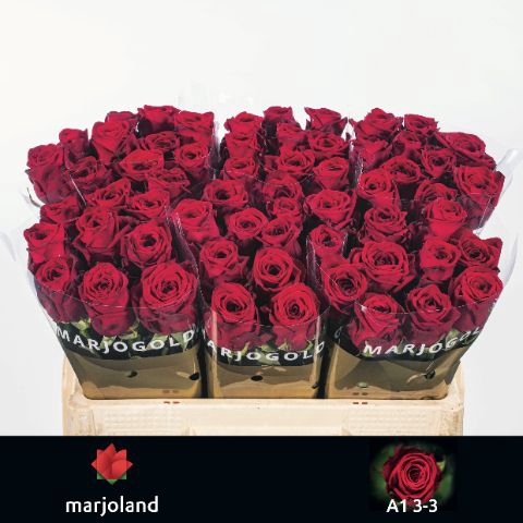 <h4>R Gr Red Naomi Marjoland 33</h4>