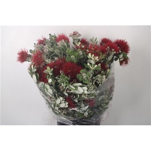 Pitto Ralphi Flower Berry Per Bunch