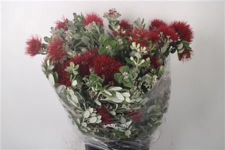 <h4>Pitto Ralphi Flower Berry Per Bunch</h4>