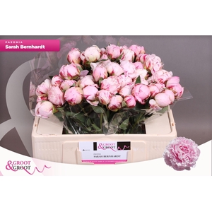 Paeonia Sarah Bernhardt