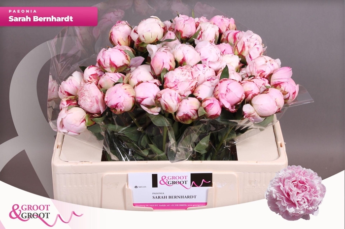 <h4>Paeonia Sarah Bernhardt</h4>