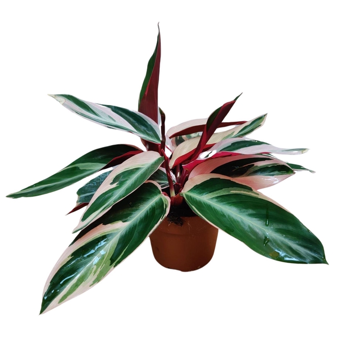<h4>Stromanthe sanguin. 'Triostar'</h4>