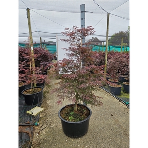 Acer palmatum 'Garnet'