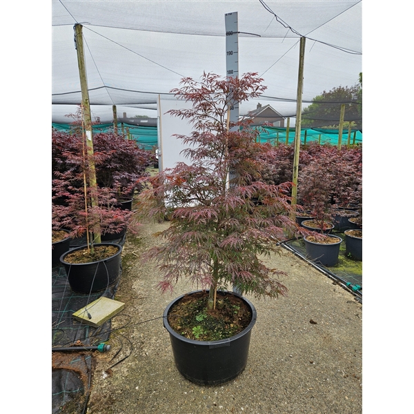 <h4>Acer palmatum 'Garnet'</h4>
