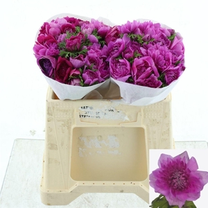 ANEM CO LEVAN FUCSIA