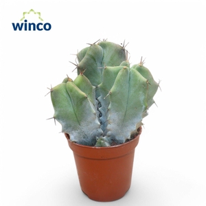 CACTUS OV