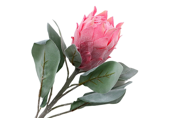 Protea Barbigera Pink