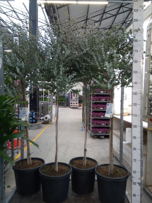 <h4>Eucalyptus gunnii</h4>