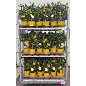 Citrus meyeri Lemon rack/trellis (s2)